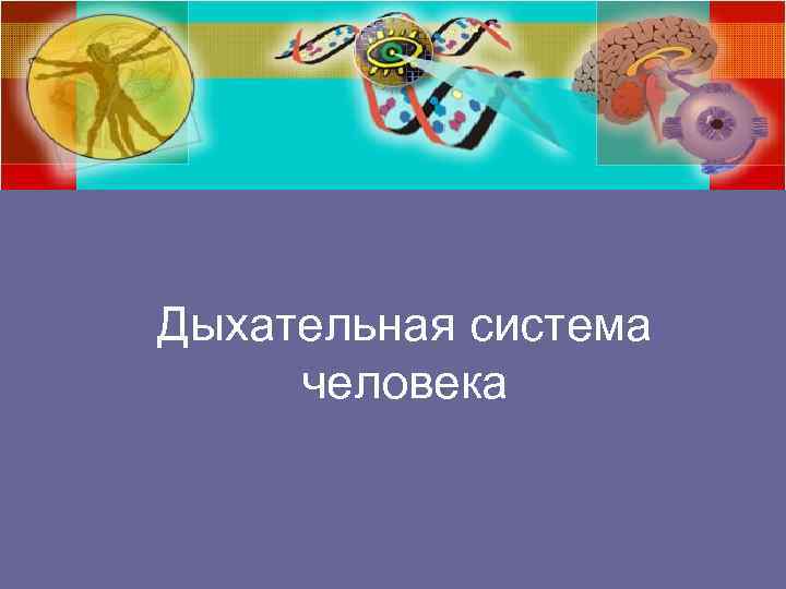 Дыхательная система человека 