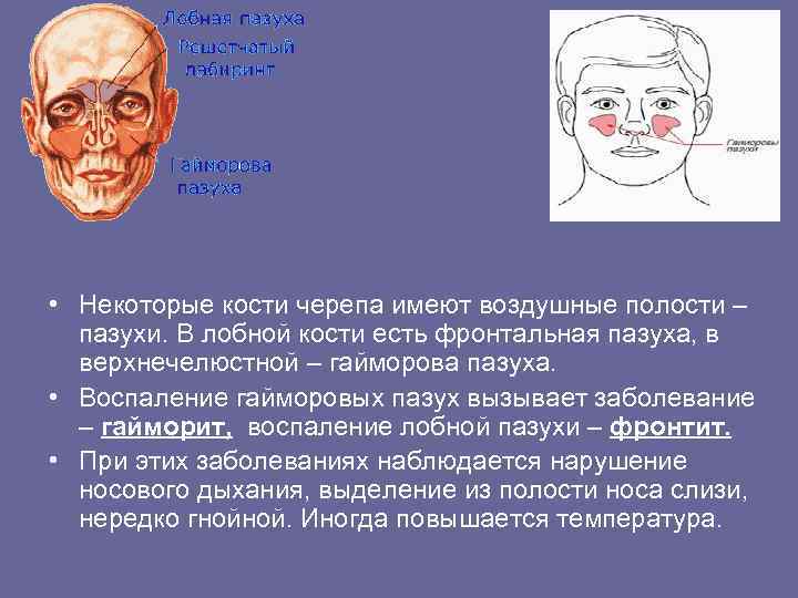  • Некоторые кости черепа имеют воздушные полости – пазухи. В лобной кости есть