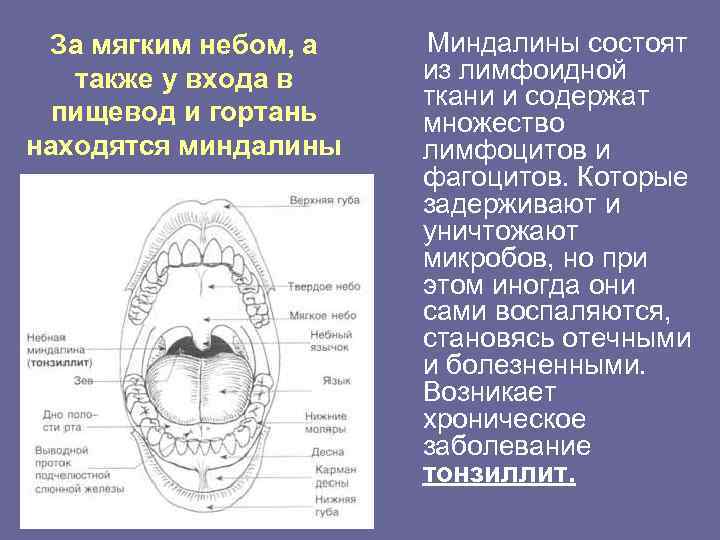 За мягким небом, а также у входа в пищевод и гортань находятся миндалины Миндалины