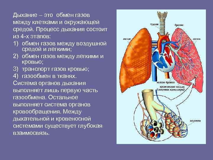 Дыхание – это обмен газов между клетками и окружающей средой. Процесс дыхания состоит из
