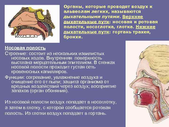 Органы, которые проводят воздух к альвеолам легких, называются дыхательными путями. Верхние дыхательные пути: носовая