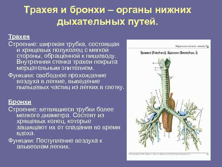 Трахея и бронхи – органы нижних дыхательных путей. Трахея Строение: широкая трубка, состоящая и