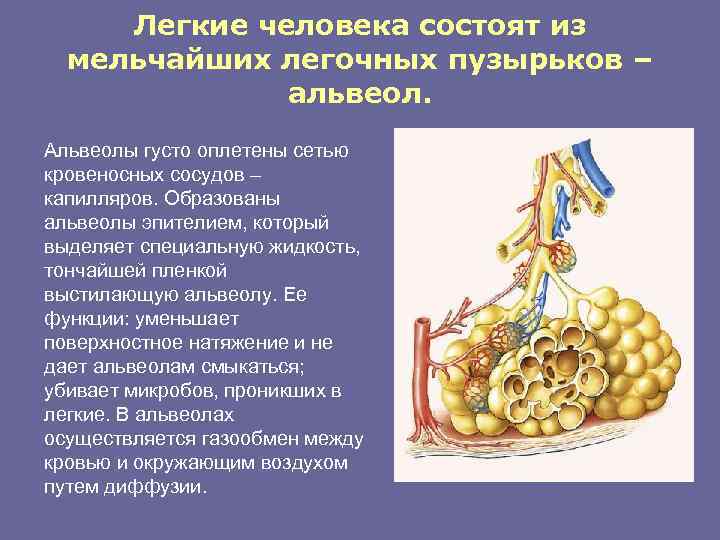 Легкие человека состоят из мельчайших легочных пузырьков – альвеол. Альвеолы густо оплетены сетью кровеносных