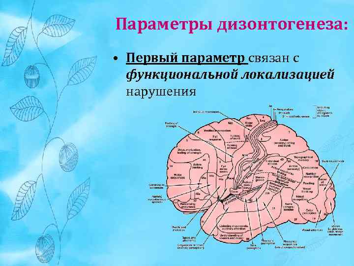 Функциональная локализация. Нарушения связанные с функциональной локализацией. Функциональная локализация нарушения. Первый параметр связан с функциональной локализацией нарушения.