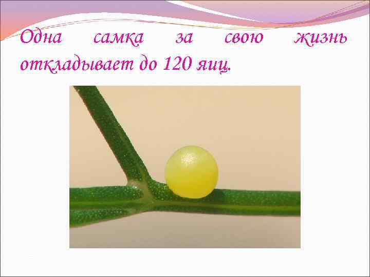 Одна самка за свою откладывает до 120 яиц. жизнь 