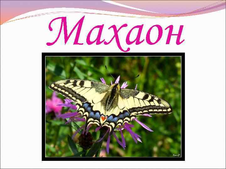 Махаон 
