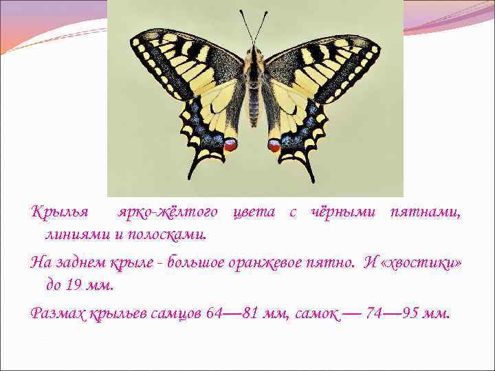 Крылья ярко-жёлтого цвета с чёрными пятнами, линиями и полосками. На заднем крыле - большое