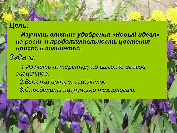 Цель: Изучить влияние удобрения «Новый идеал» на рост и продолжительность цветения ирисов и гиацинтов.