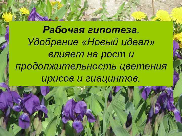 Рабочая гипотеза. Удобрение «Новый идеал» влияет на рост и продолжительность цветения ирисов и гиацинтов.