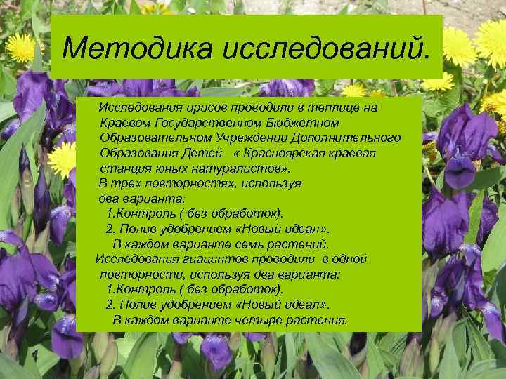 Методика исследований. Исследования ирисов проводили в теплице на Краевом Государственном Бюджетном Образовательном Учреждении Дополнительного