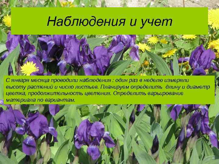 Наблюдения и учет С января месяца проводили наблюдения : один раз в неделю измеряли