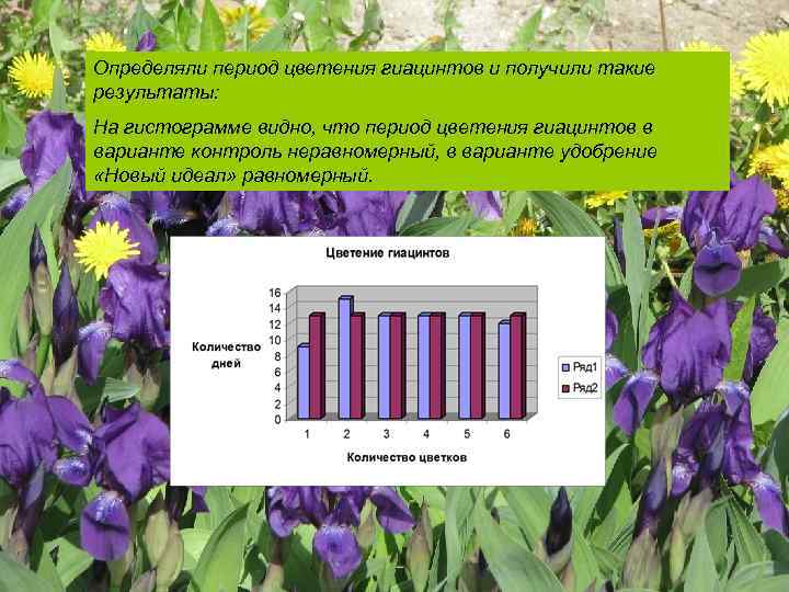 Определяли период цветения гиацинтов и получили такие результаты: На гистограмме видно, что период цветения