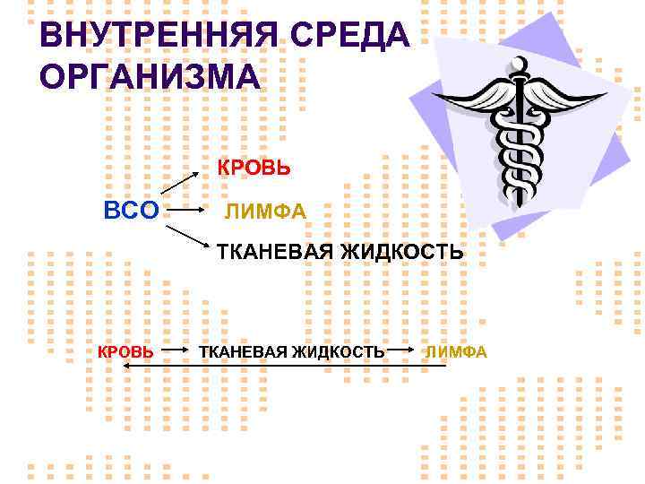 ВНУТРЕННЯЯ СРЕДА ОРГАНИЗМА КРОВЬ ВСО ЛИМФА ТКАНЕВАЯ ЖИДКОСТЬ КРОВЬ ТКАНЕВАЯ ЖИДКОСТЬ ЛИМФА 