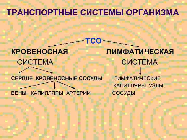 ТРАНСПОРТНЫЕ СИСТЕМЫ ОРГАНИЗМА ТСО КРОВЕНОСНАЯ СИСТЕМА СЕРДЦЕ КРОВЕНОСНЫЕ СОСУДЫ ВЕНЫ КАПИЛЛЯРЫ АРТЕРИИ ЛИМФАТИЧЕСКАЯ СИСТЕМА