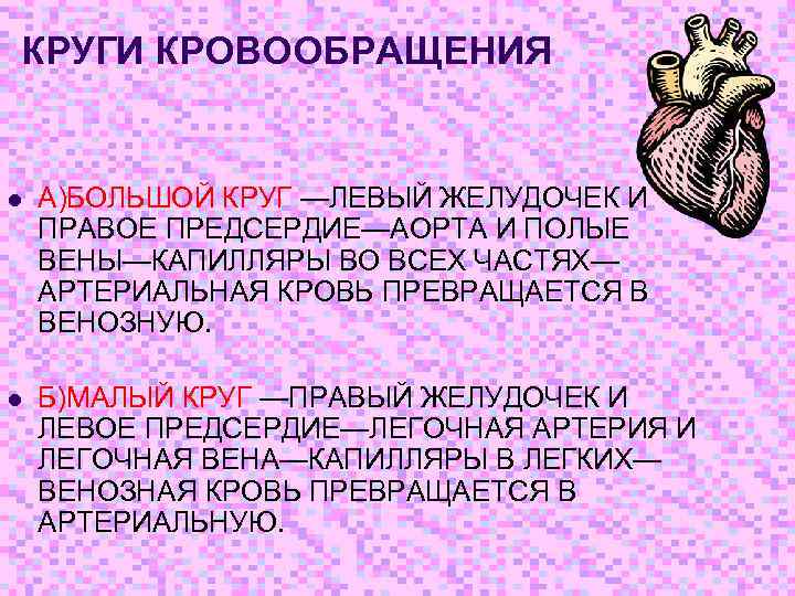КРУГИ КРОВООБРАЩЕНИЯ l А)БОЛЬШОЙ КРУГ —ЛЕВЫЙ ЖЕЛУДОЧЕК И ПРАВОЕ ПРЕДСЕРДИЕ—АОРТА И ПОЛЫЕ ВЕНЫ—КАПИЛЛЯРЫ ВО