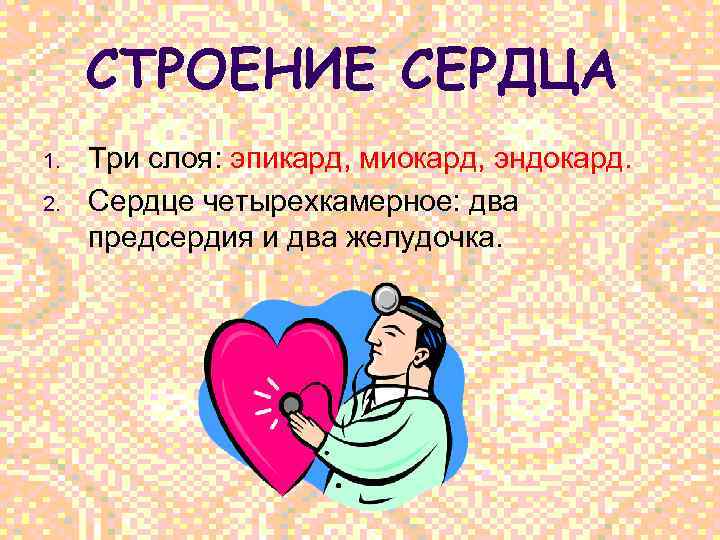 СТРОЕНИЕ СЕРДЦА 1. 2. Три слоя: эпикард, миокард, эндокард. Сердце четырехкамерное: два предсердия и