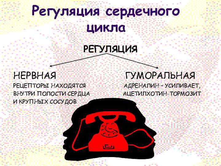 Регуляция сердечного цикла РЕГУЛЯЦИЯ НЕРВНАЯ РЕЦЕПТОРЫ НАХОДЯТСЯ ВНУТРИ ПОЛОСТИ СЕРДЦА И КРУПНЫХ СОСУДОВ ГУМОРАЛЬНАЯ