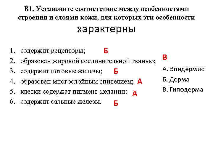 В 1. Установите соответствие между особенностями строения и слоями кожи, для которых эти особенности