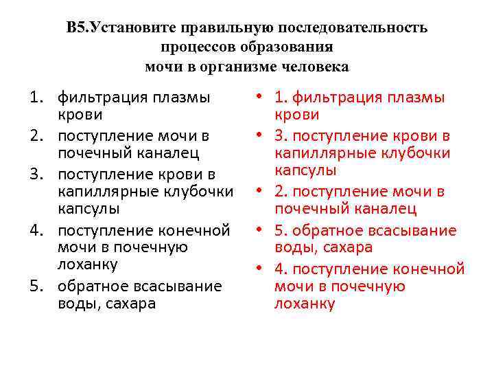 В 5. Установите правильную последовательность процессов образования мочи в организме человека 1. фильтрация плазмы