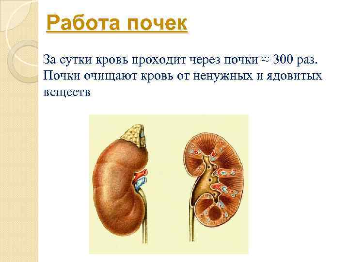 Работа почек За сутки кровь проходит через почки ≈ 300 раз. Почки очищают кровь