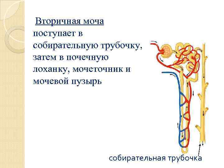 Вторичная моча поступает в собирательную трубочку, затем в почечную лоханку, мочеточник и мочевой пузырь