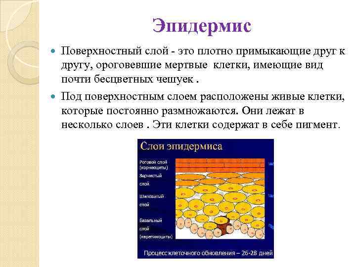 Эпидермис Поверхностный слой - это плотно примыкающие друг к другу, ороговевшие мертвые клетки, имеющие