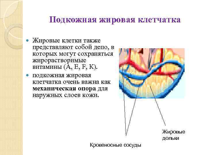 Подкожная жировая клетчатка Жировые клетки также представляют собой депо, в которых могут сохраняться жирорастворимые