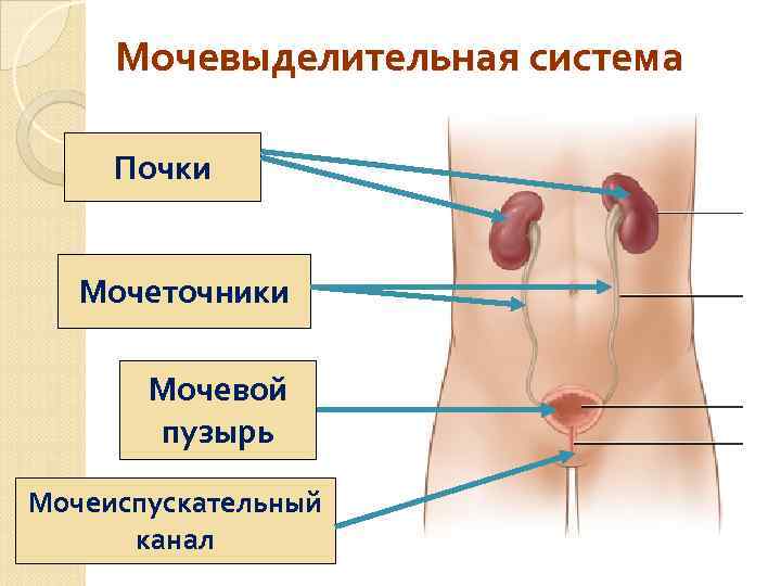 Мочевыделительная система Почки Мочеточники Мочевой пузырь Мочеиспускательный канал 