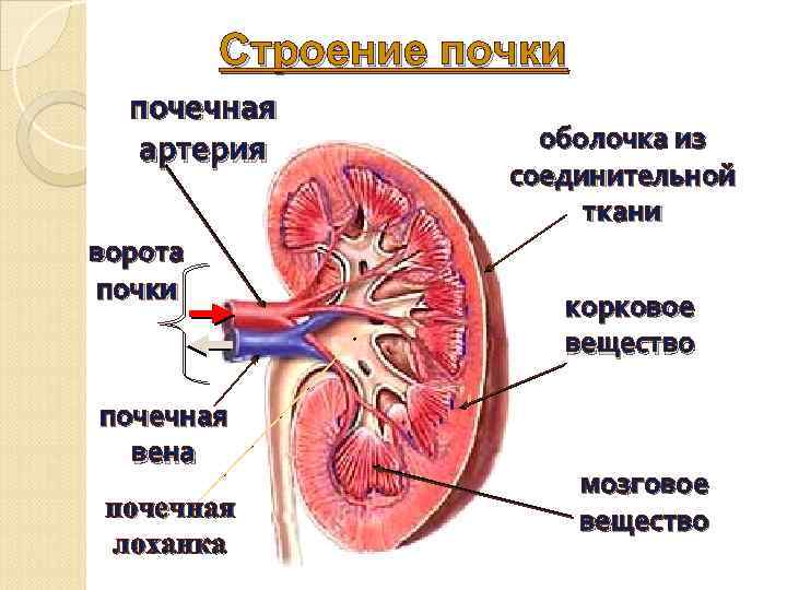 Выделительная система картинки