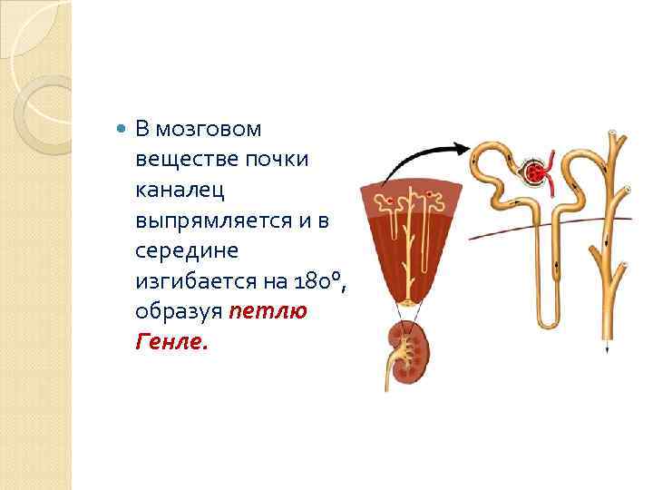 Мозговое вещество почки. Мозговое вещество почки функции. Мозговое вещество почки образовано. Мозговое вещество почки канальца. Выделительная система мозговое вещество.