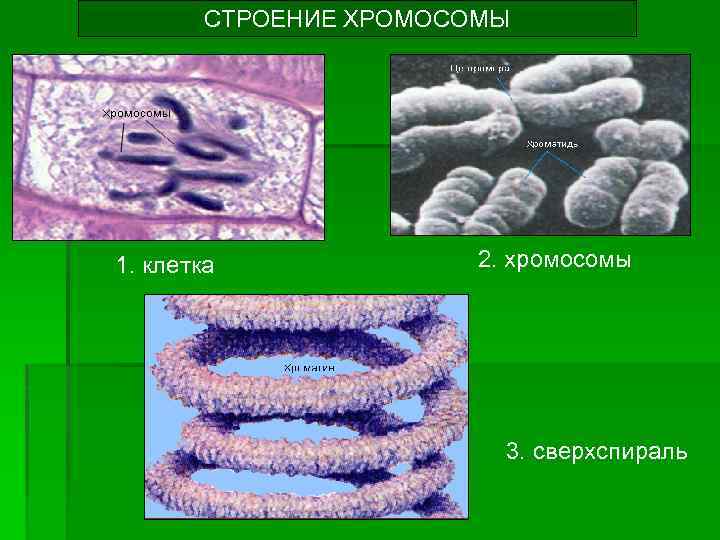 СТРОЕНИЕ ХРОМОСОМЫ 1. клетка 2. хромосомы 3. сверхспираль 