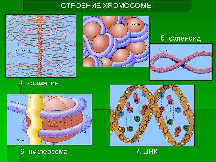 СТРОЕНИЕ ХРОМОСОМЫ 5. соленоид 4. хроматин 6. нуклеосома 7. ДНК 