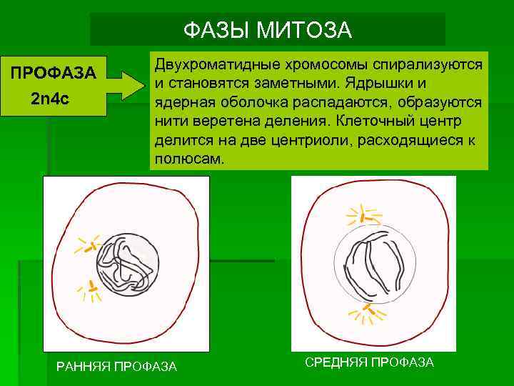 ФАЗЫ МИТОЗА ПРОФАЗА 2 n 4 c Двухроматидные хромосомы спирализуются и становятся заметными. Ядрышки