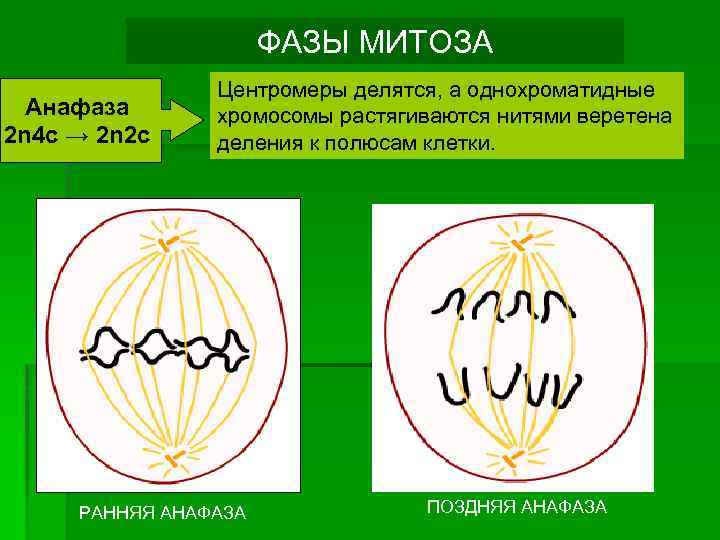 Анафаза хромосомы. Фазы митоза 2n=. Митоз анафаза 1 2n2c.