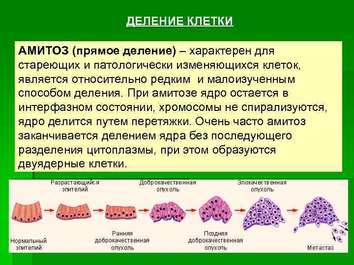ДЕЛЕНИЕ КЛЕТКИ АМИТОЗ (прямое деление) – характерен для стареющих и патологически изменяющихся клеток, является