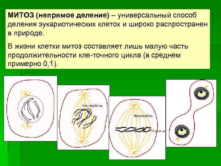 МИТОЗ (непрямое деление) – универсальный способ деления эукариотических клеток и широко распространен в природе.