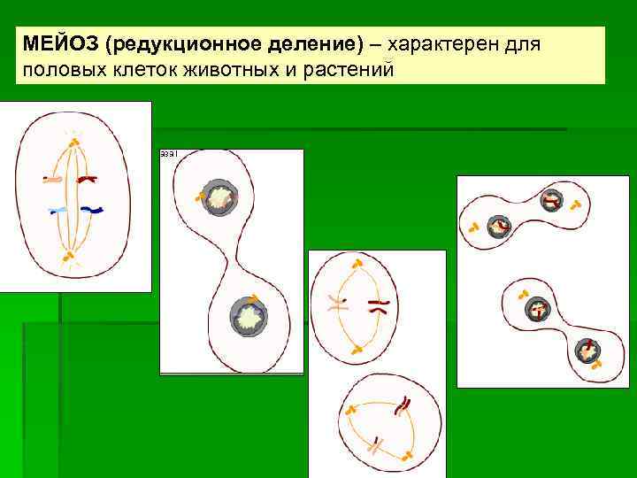 МЕЙОЗ (редукционное деление) – характерен для половых клеток животных и растений 