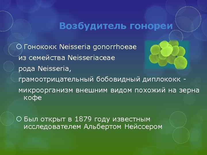 Возбудитель гонореи Гонококк Neisseria gonorrhoeae из семейства Neisseriaceae рода Neisseria, грамоотрицательный бобовидный диплококк микроорганизм