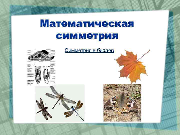 Математическая симметрия Симметрия в биологии 