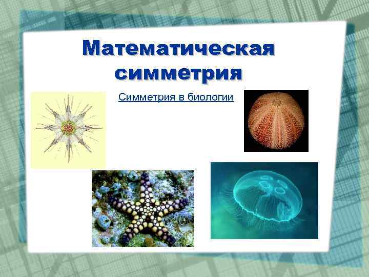 Математическая симметрия Симметрия в биологии 