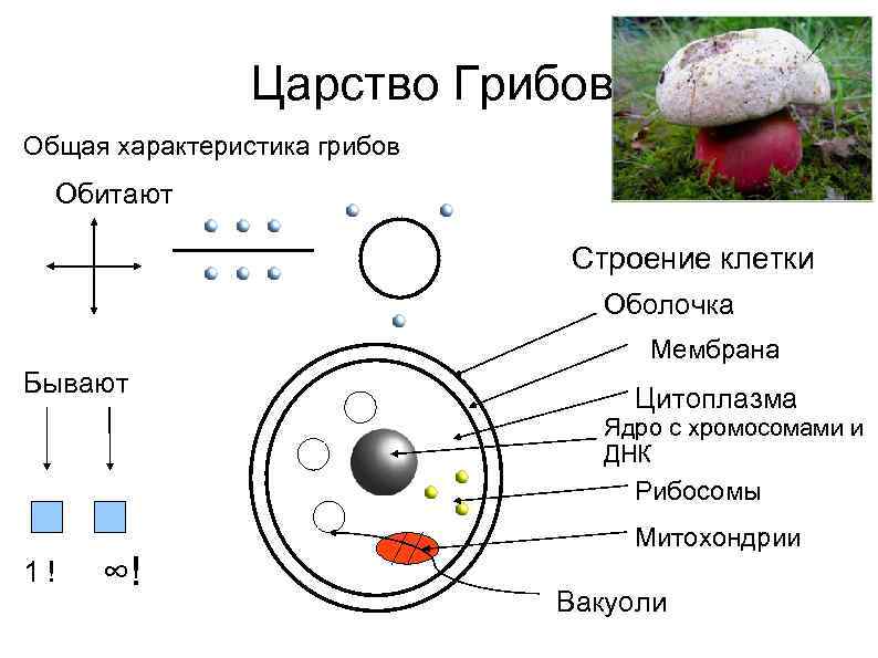 В клетках грибов есть ядро. Строение клетки гриба. Структура ядра у грибов. Ядро у грибов строение. Строение ядра клетки гриба.