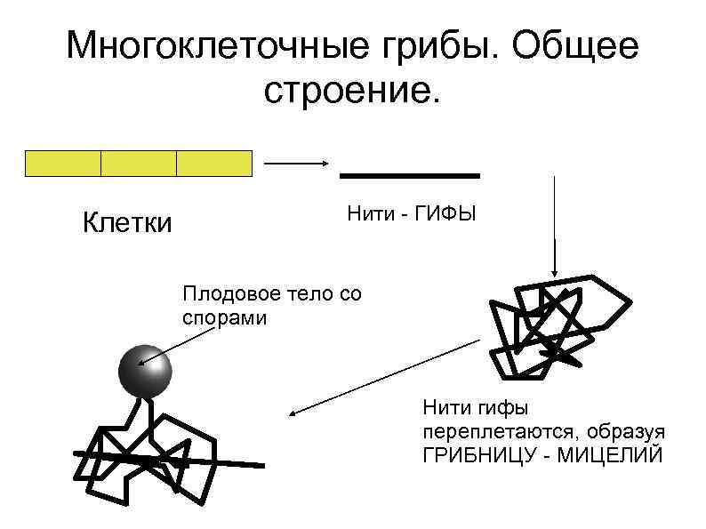 Многоклеточные грибы. Общее строение. Клетки Нити - ГИФЫ Плодовое тело со спорами Нити гифы