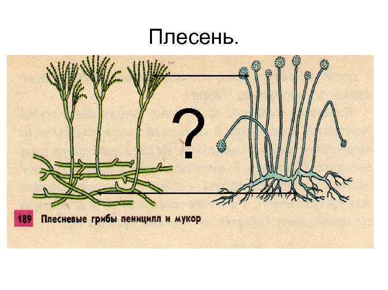 Плесень. ? 