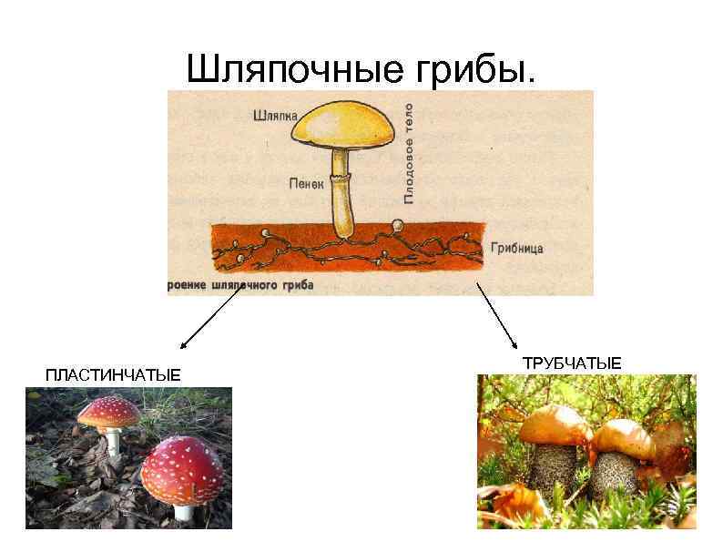 Лабораторная работа шляпочные грибы 7 класс. Классификация шляпочных грибов. Царство грибов Шляпочные. Группа многоклеточных шляпочных грибов. Шляпочные грибы характеристика биология.