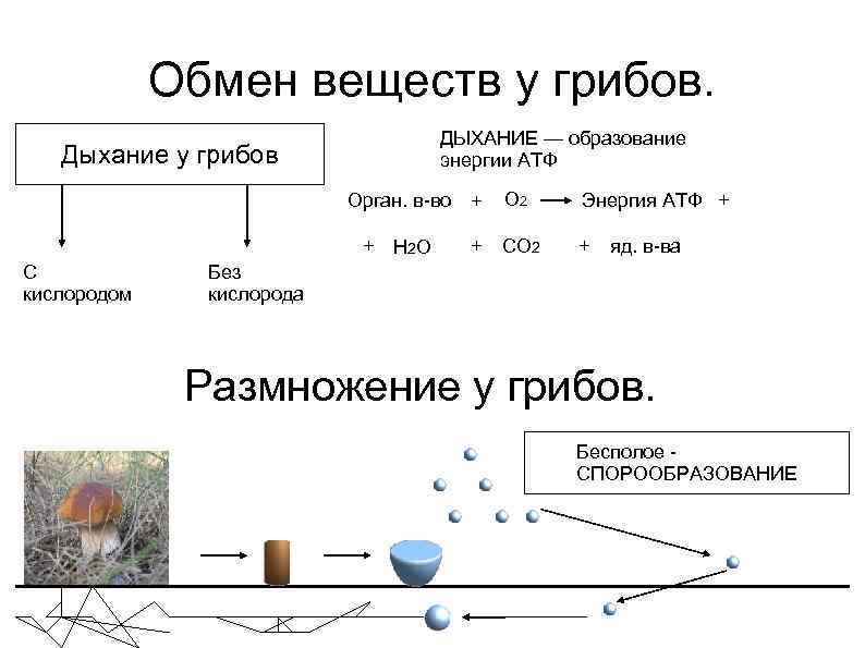 Продукты обмена клетки. Обмен веществ у грибов кратко. Особенности энергетического обмена у грибов. Продукт обмена веществ гриба. Продукт обмена веществ у грибов.