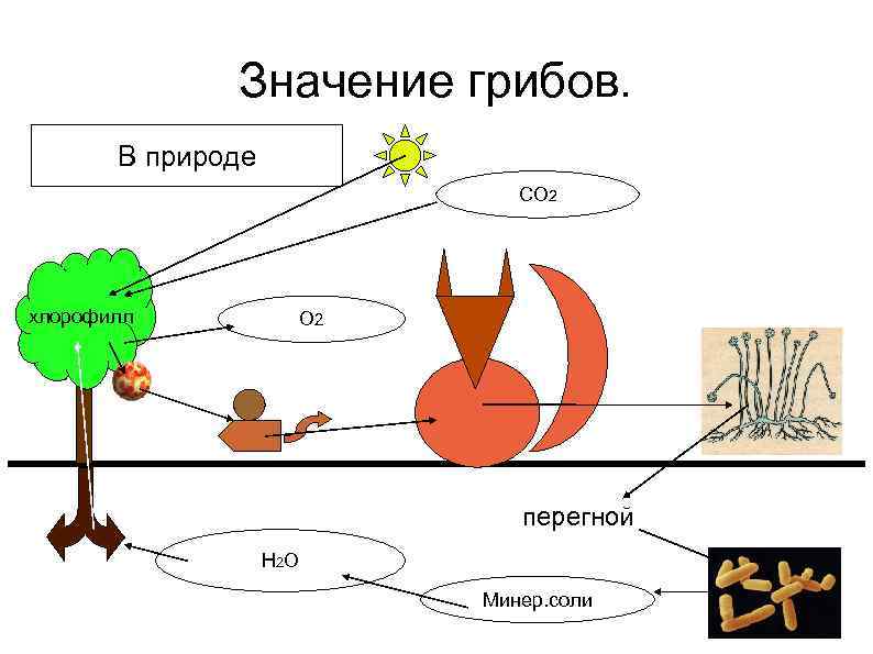 Значение грибов. В природе СО 2 хлорофилл О 2 перегной Н 2 О Минер.