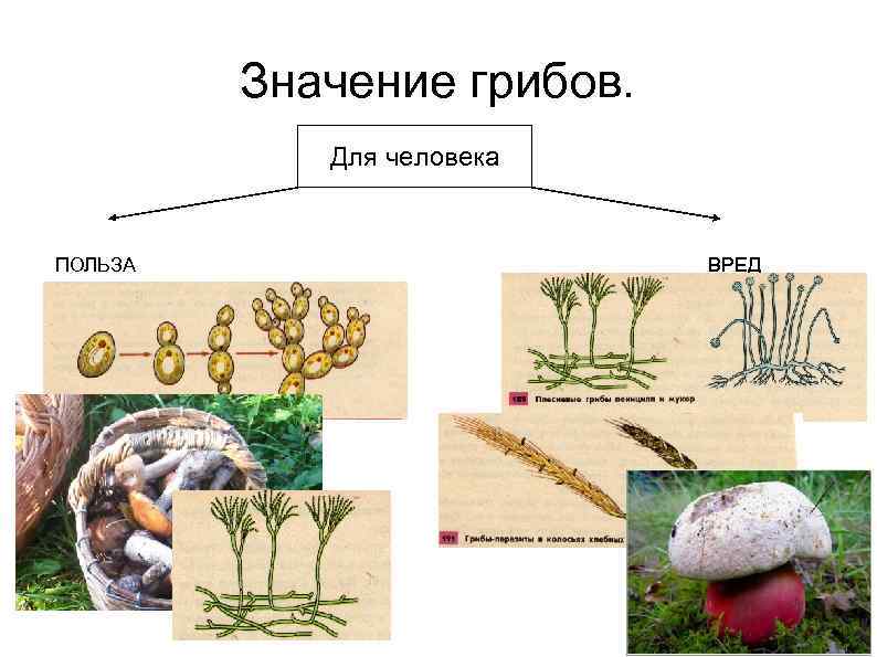 Какое значение имеют грибы