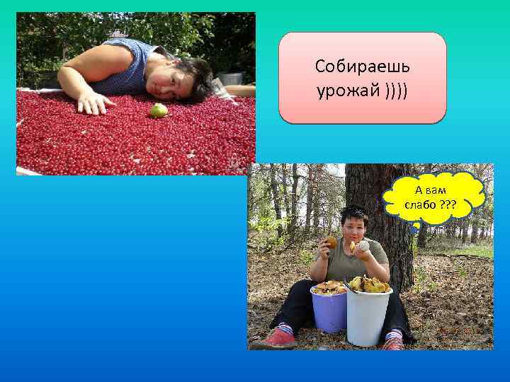 Собираешь урожай )))) А вам слабо ? ? ? 