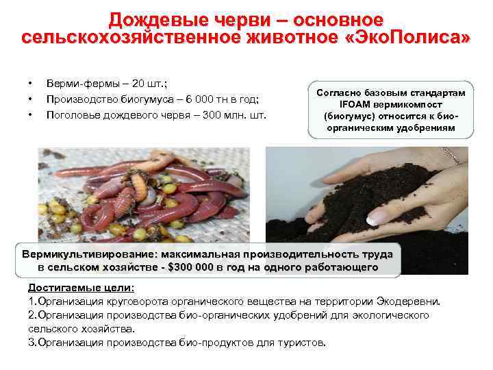 Дождевые черви – основное сельскохозяйственное животное «Эко. Полиса» • • • Верми-фермы – 20