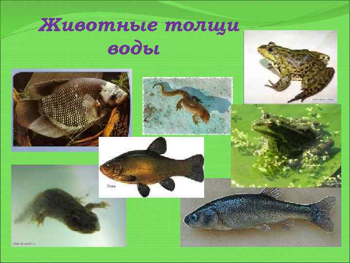 Животные толщи воды 